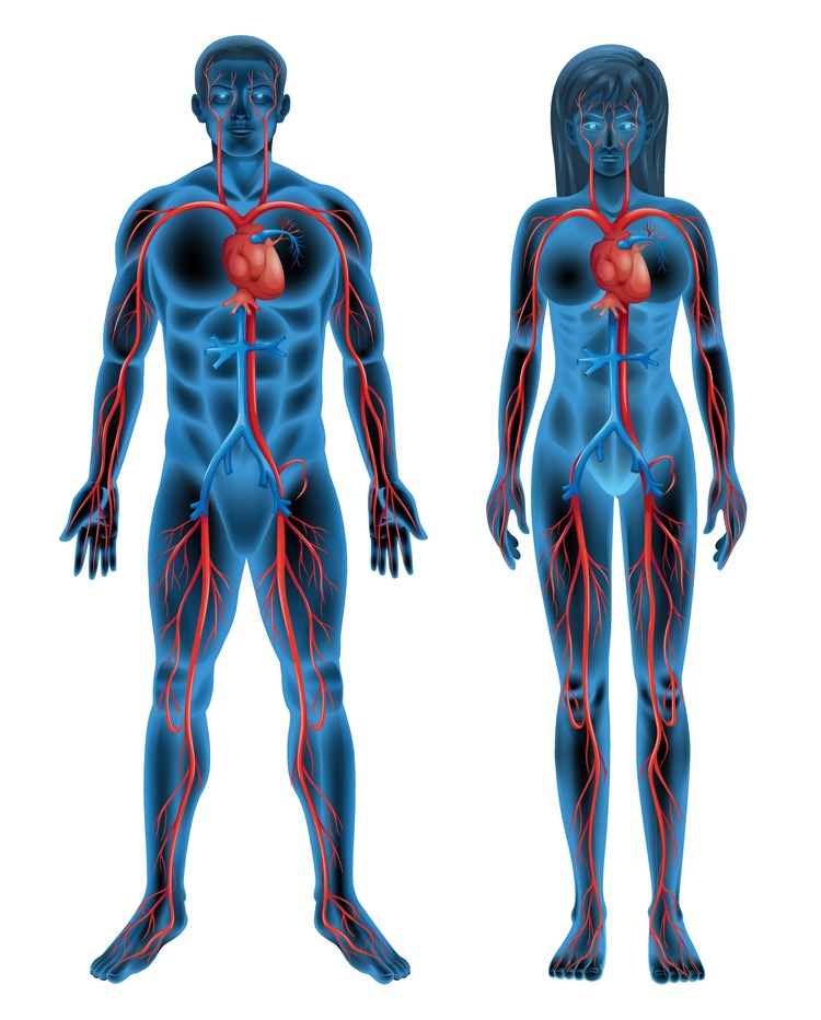human-circulatory-system