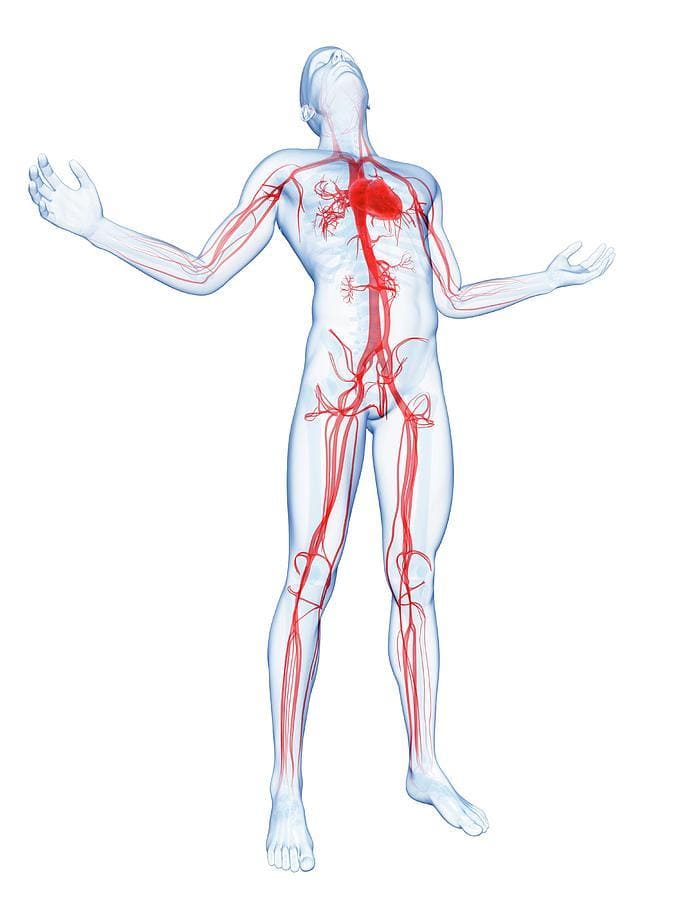 human-vascular-system